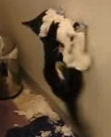 Kitty Vs. Toilet Paper